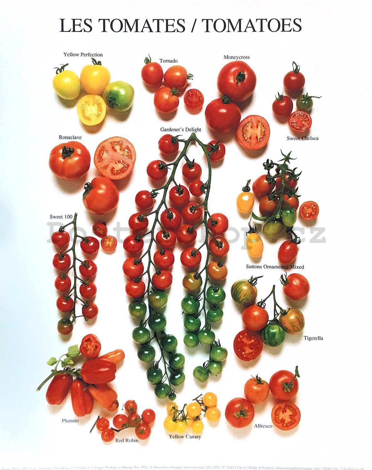 Tomatoes - 24x30cm